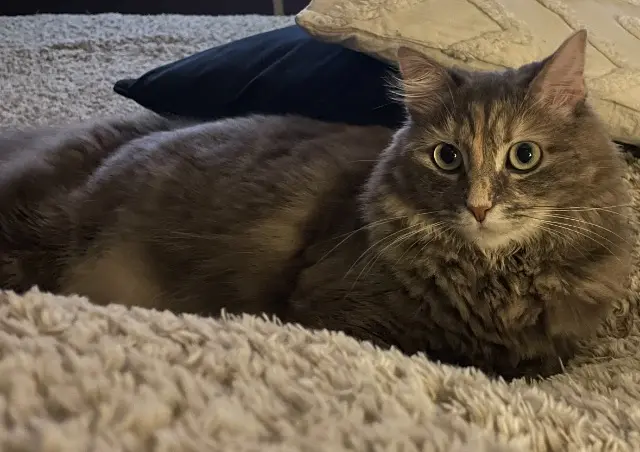 chatte lost    Meudon Molly