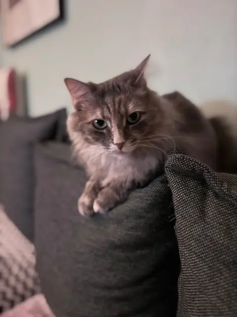 chatte lost    Meudon Molly