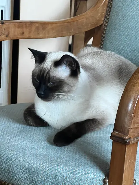 chatte lost   92210 Saint-Cloud Moussette