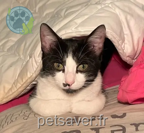 Chatte Perdue 92 Hauts-de-Seine - Muezza Chatte Perdue 92 Hauts-de-Seine - Muezza