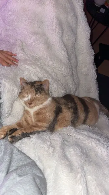 chatte lost   92300 Levallois-Perret Musa