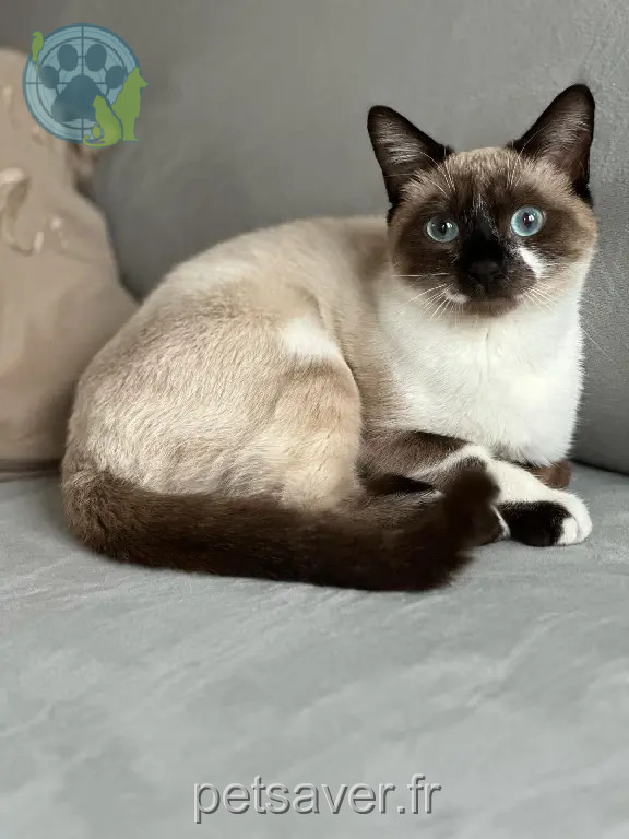 Chatte Perdue 92 Hauts-de-Seine - Mya Chatte Perdue 92 Hauts-de-Seine - Mya
