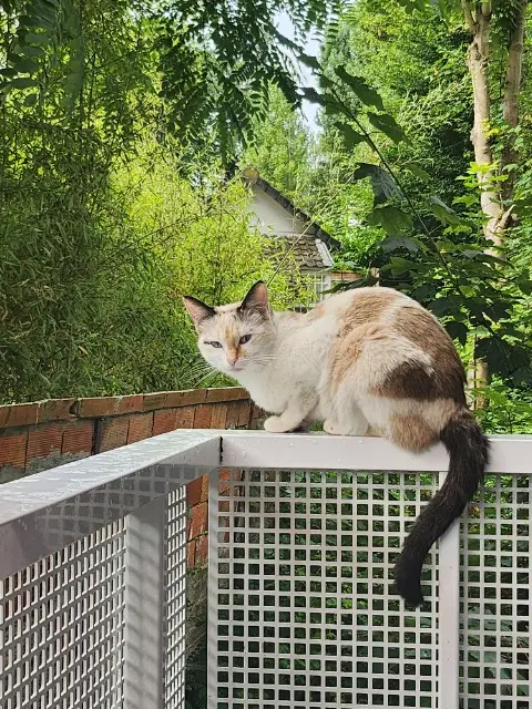 chatte lost   92310 Sèvres Nala
