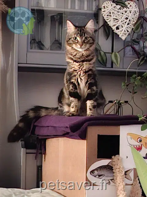 gatta persa 92220 Bagneux Nala gatta lost 92220 Bagneux Nala