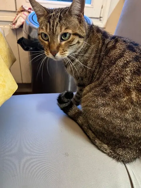 chatte lost   92500 Rueil-Malmaison Nala
