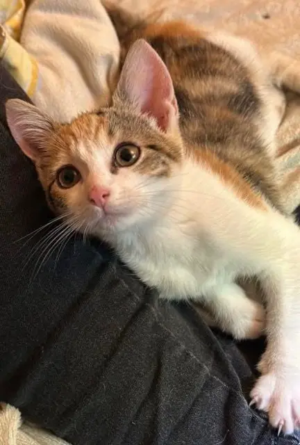 chatte lost   92160 Antony Nala