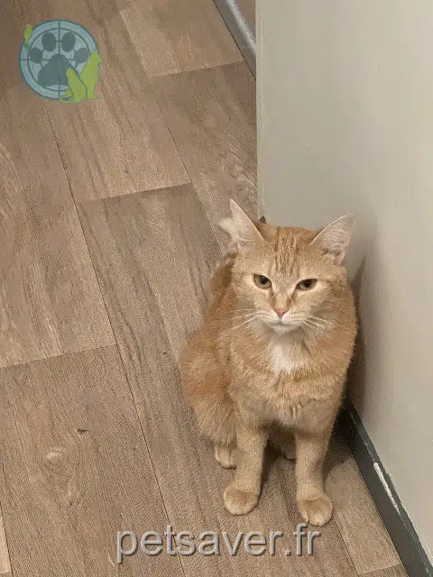gata lost   92600 Asnières-sur-Seine Nana