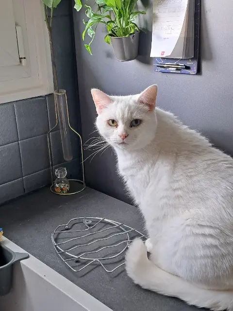 chatte lost   92160 Antony Nanou