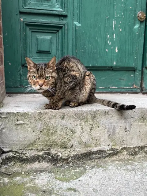 chatte lost   92600 Asnières-sur-Seine Nanouk