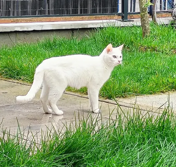 Chatte Perdue 92 Hauts-de-Seine - Neige Chatte Perdue 92 Hauts-de-Seine - Neige