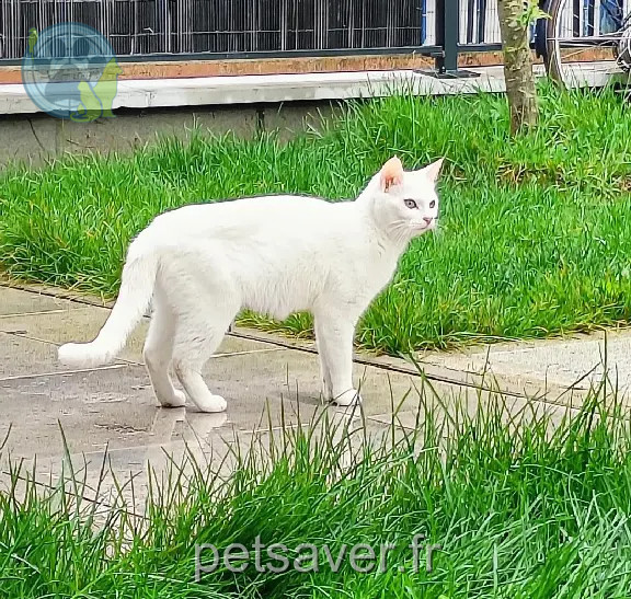 Chatte Perdue 92 Hauts-de-Seine - Neige Chatte Perdue 92 Hauts-de-Seine - Neige