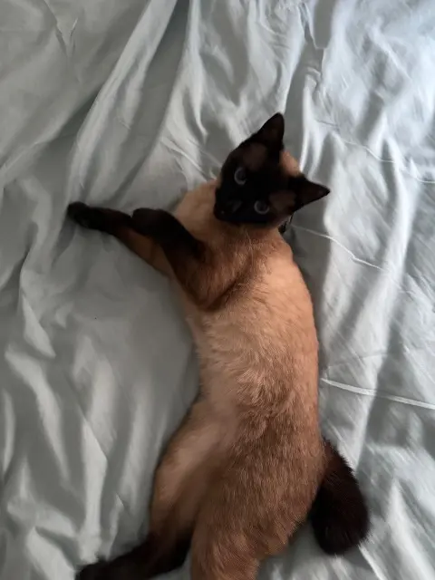 chatte lost   92150 Suresnes Nina