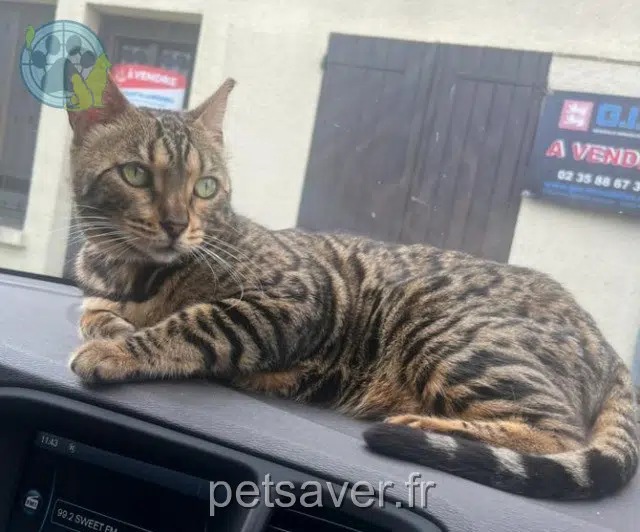 gata perdida 92230 Gennevilliers Nirvana gata lost 92230 Gennevilliers Nirvana