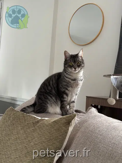 chatte lost   92400 Courbevoie Nova