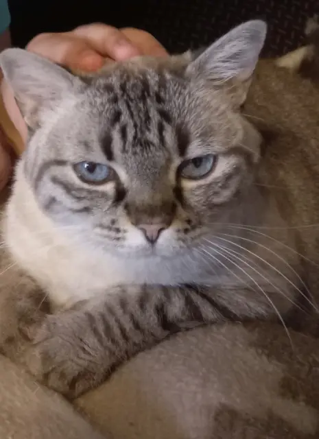 chatte lost   92370 Chaville Paillette