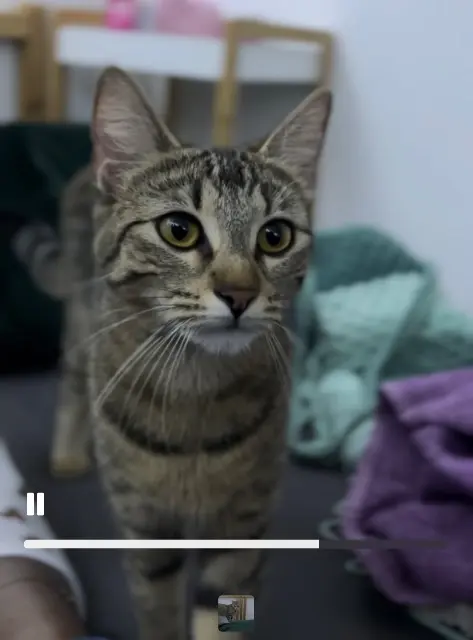 chatte lost   92160 Antony Peada