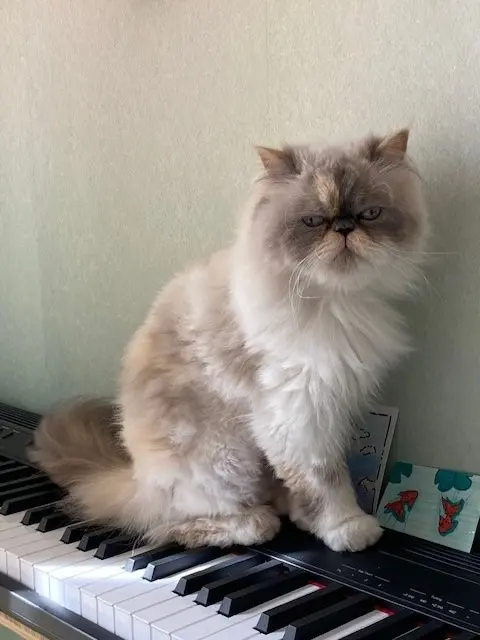 chatte lost   92370 Chaville Petronille