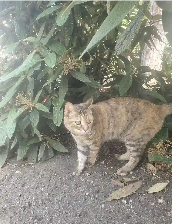Chatte Perdue 92 Hauts-de-Seine - Pichu Chatte Perdue 92 Hauts-de-Seine - Pichu