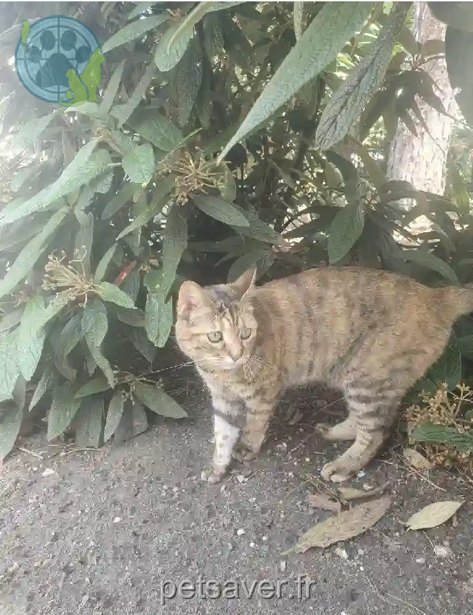 Chatte Perdue 92 Hauts-de-Seine - Pichu Chatte Perdue 92 Hauts-de-Seine - Pichu