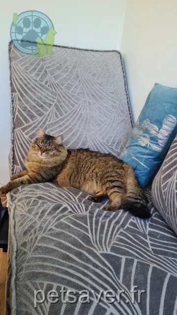 chatte lost 92700 Colombes Pinkle