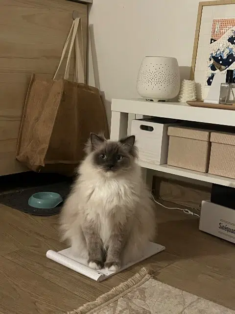 chatte lost   92000 Nanterre Plume