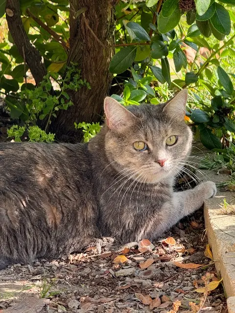 chatte lost   92500 Rueil-Malmaison Rosie
