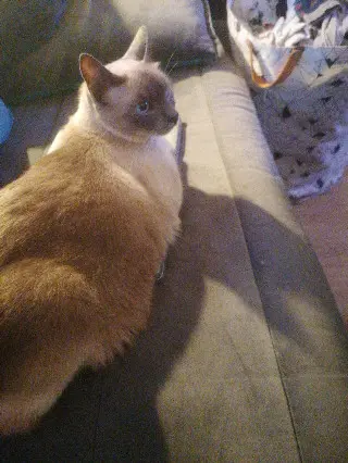 kat vermist 1 Rue Joseph Terneau 92000 Nanterre Sakura kat lost 1 Rue Joseph Terneau 92000 Nanterre Sakura