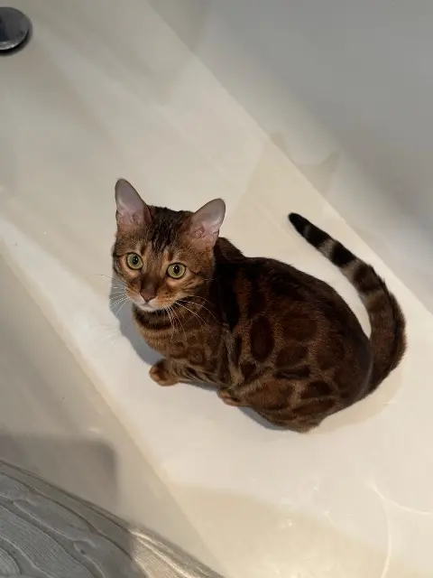 chatte lost   92300 Levallois-Perret Saqqarah