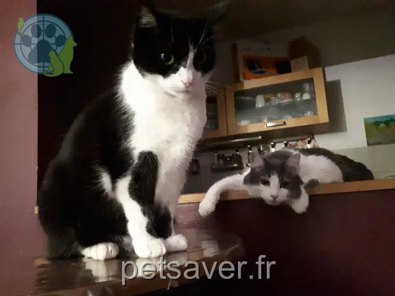 Chatte Perdue 92 Hauts-de-Seine - Sayane Chatte Perdue 92 Hauts-de-Seine - Sayane