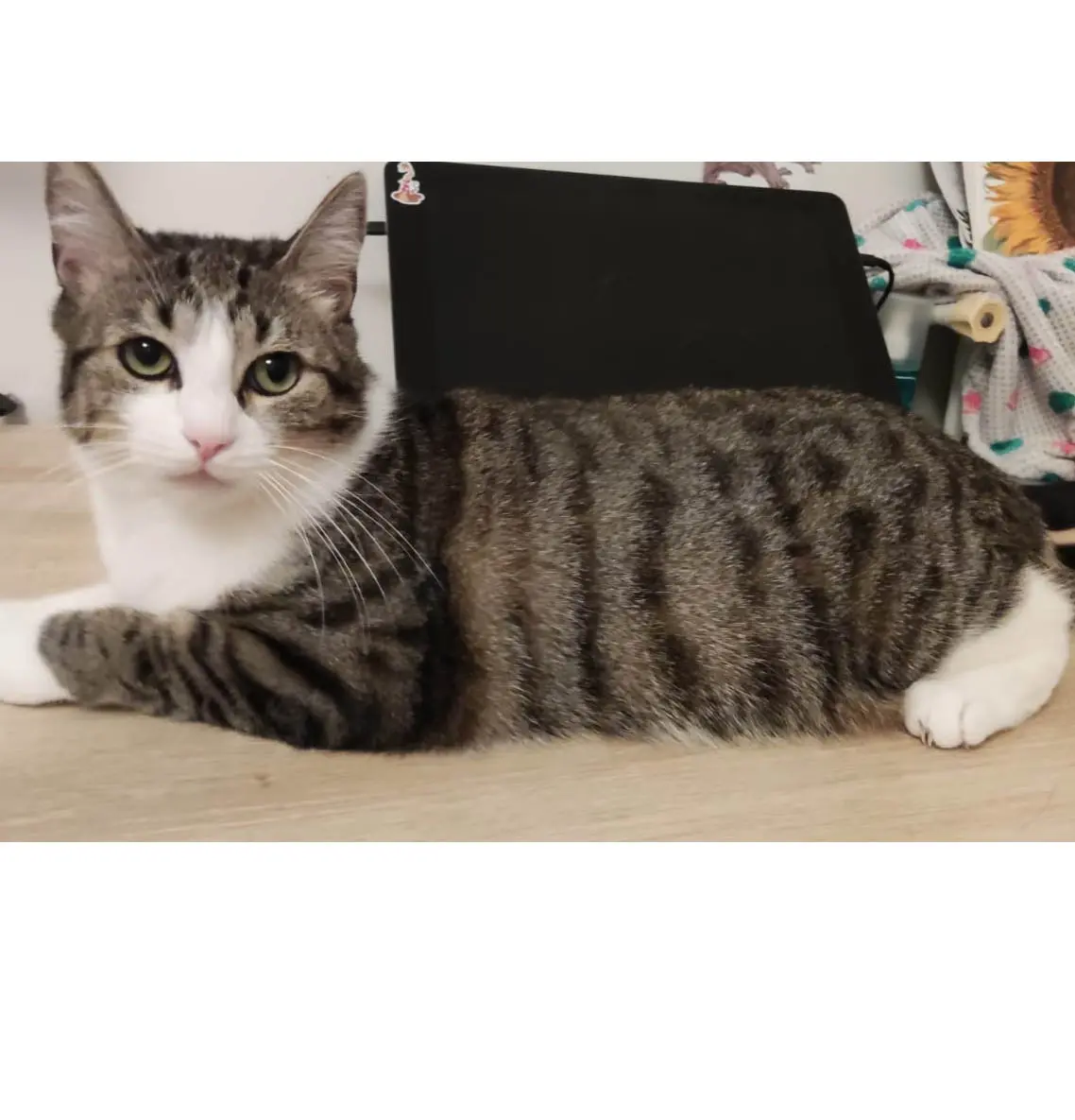 Chatte Perdue 92 Hauts-de-Seine Chatte Perdue 92 Hauts-de-Seine