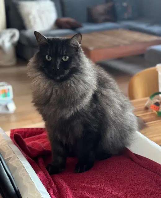 chatte lost   92500 Rueil-Malmaison Snoopie