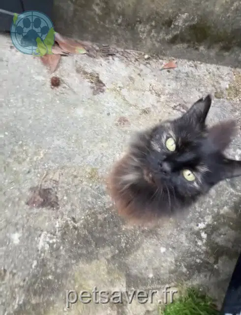 chatte lost   92150 Suresnes Sophie