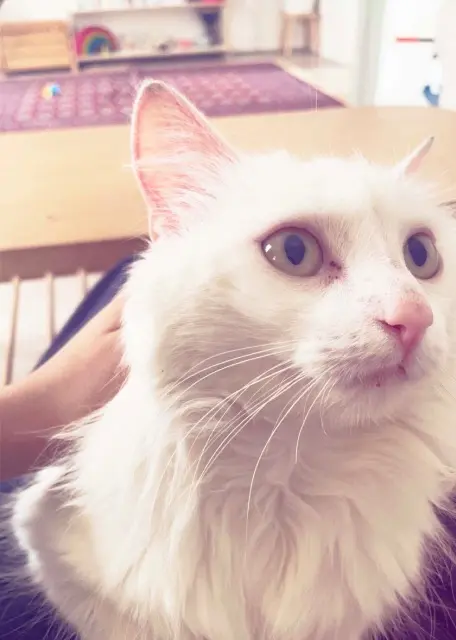 chatte lost   92390 Villeneuve-la-Garenne Suki