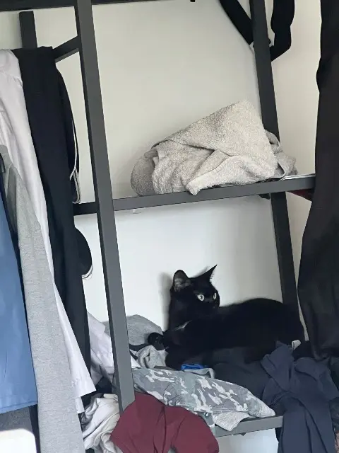 chatte lost   92390 Villeneuve-la-Garenne Suki