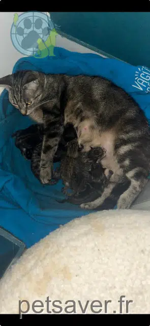 chatte lost 92310 Sèvres Suzie