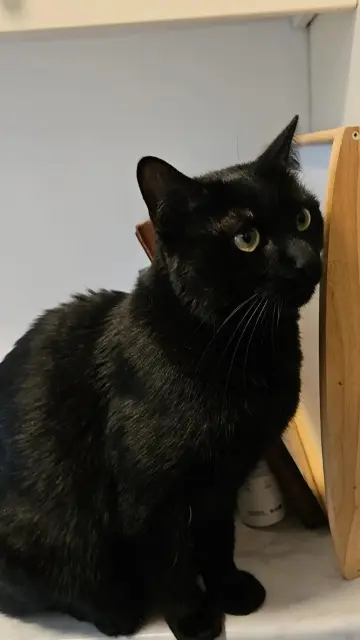 cat lost   92700 Colombes Tara