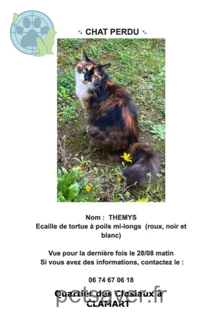 gatta persa 92140 Clamart Thémys gatta lost 92140 Clamart Thémys