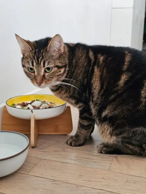 chatte lost   92600 Asnières-sur-Seine Tikka
