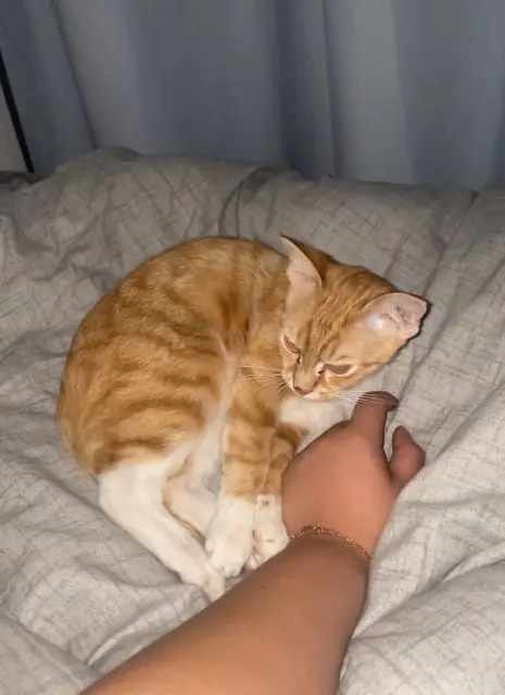 chatte lost   92130 Issy-les-Moulineaux Tina