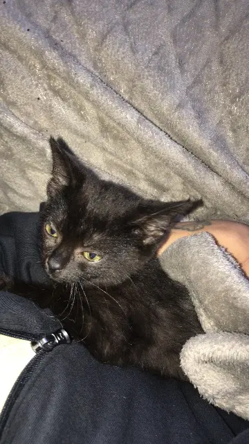 chatte lost   92230 Gennevilliers Titinette