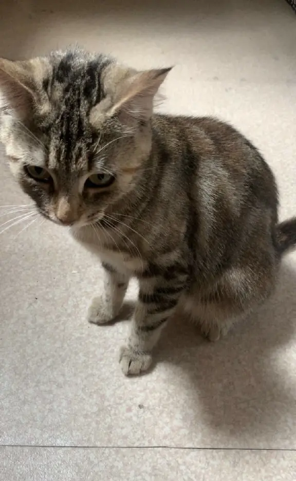 Chatte Perdue 92 Hauts-de-Seine - Toupou Chatte Perdue 92 Hauts-de-Seine - Toupou