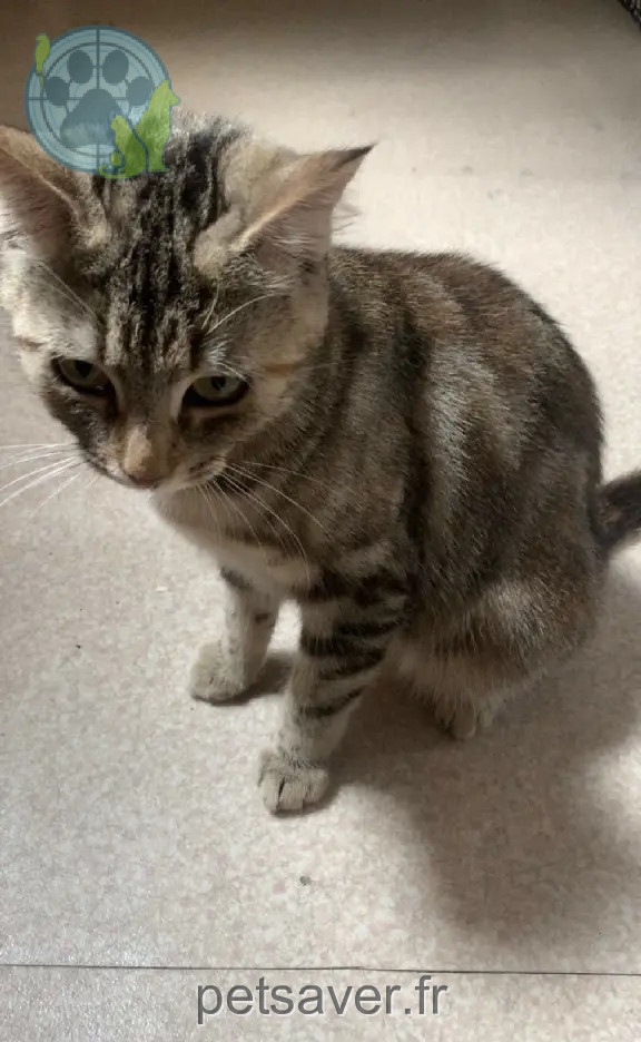 Chatte Perdue 92 Hauts-de-Seine - Toupou Chatte Perdue 92 Hauts-de-Seine - Toupou