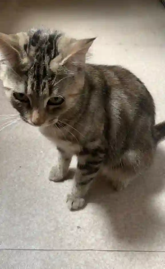 Chatte Perdue 92 Hauts-de-Seine - Toupou Chatte Perdue 92 Hauts-de-Seine - Toupou