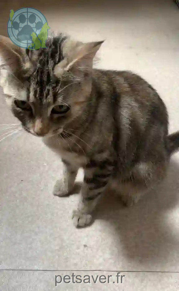 Chatte Perdue 92 Hauts-de-Seine - Toupou Chatte Perdue 92 Hauts-de-Seine - Toupou