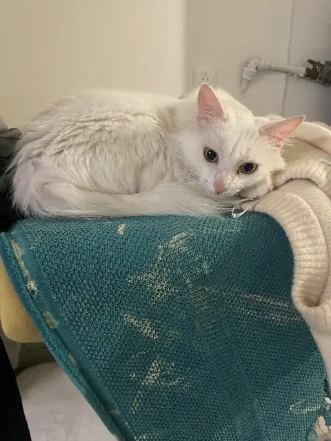 chatte lost   92390 Villeneuve-la-Garenne Tsuki