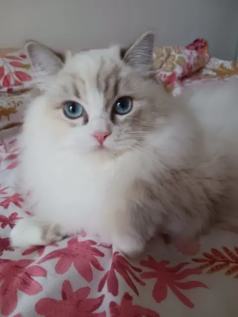 chatte lost   92700 Colombes UMI