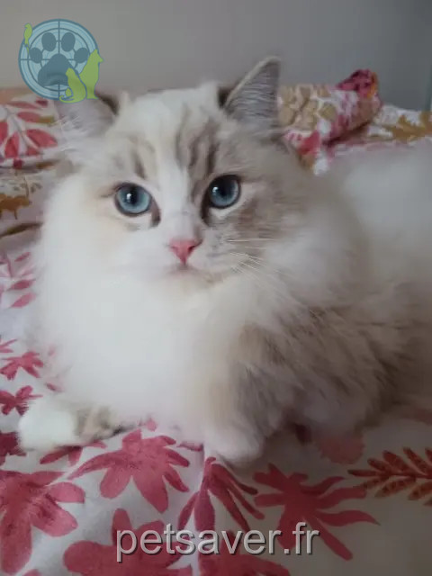 gata perdida 92700 Colombes UMI gata lost 92700 Colombes UMI
