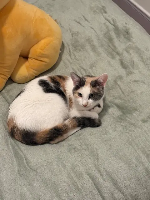 chatte lost   92160 Antony Venus