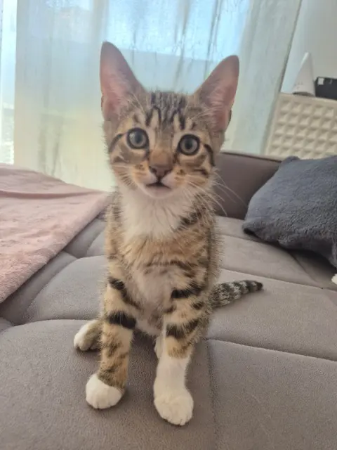 chatte lost   92600 Asnières-sur-Seine Vicky