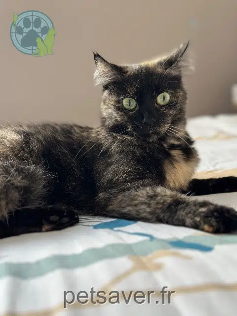 chatte lost   92150 Suresnes Violette